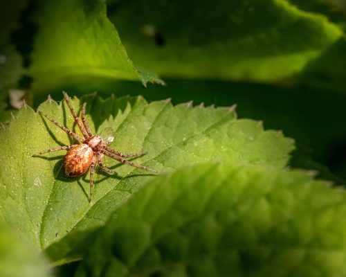 Lunaris Photography, Iris Dobre, Sesiuni foto profesionale, Sedinte foto tip natura, nature photography